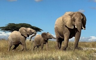 Дикие африканские слоны используют имена для общения