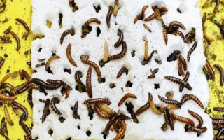 Scientists Discover Plastic-Eating Worm in Kenya